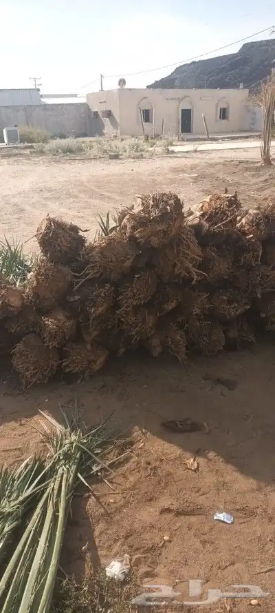 يوجد لدينا جميع انواع انخيل 7