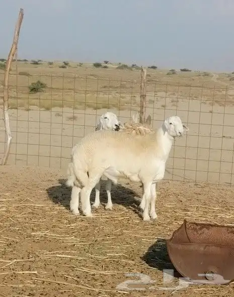 تم البيع 0