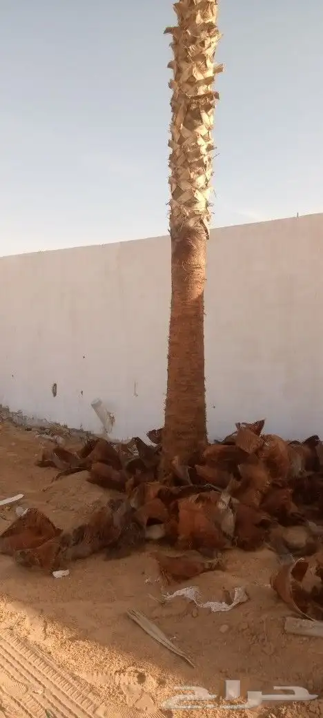 تكريب نخيل 1