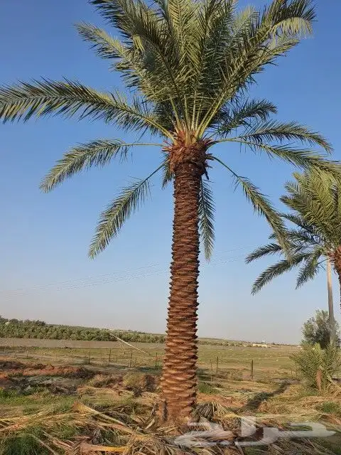 نخل للبيع كل المقاسات متوفره بفضل الله 0