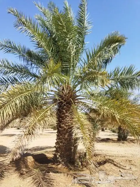 نخيل للبيع معا التوصيل والغرس وقسم خاص لتركيب الشبوك المزارع 3