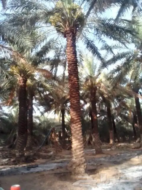 تكريب نخيل 4