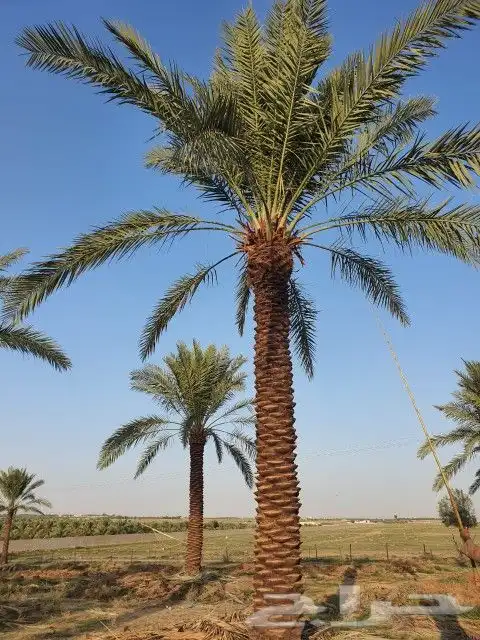 نخل للبيع كل المقاسات متوفره بفضل الله 1