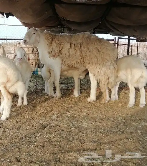 تم البيع 7