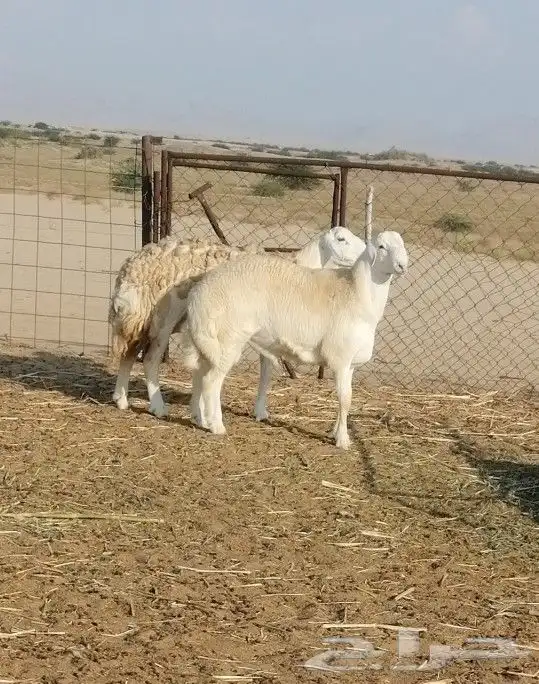 تم البيع 2