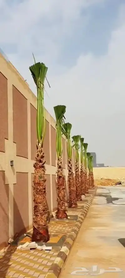 يوجد لدينا جميع انواع انخيل 5