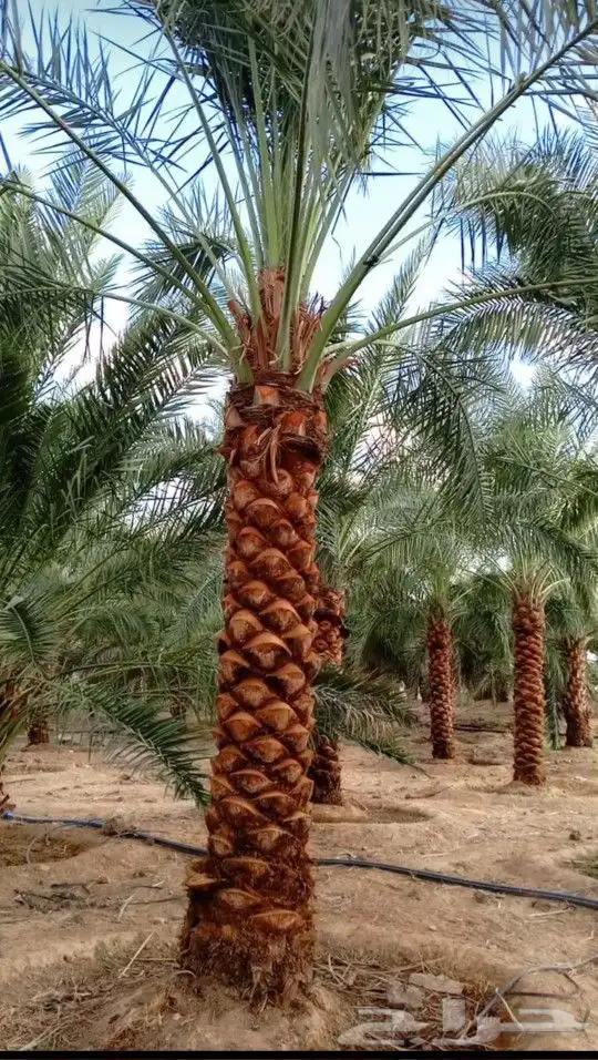 نخيل للبيع معا التوصيل والغرس وقسم خاص لتركيب الشبوك المزارع 2