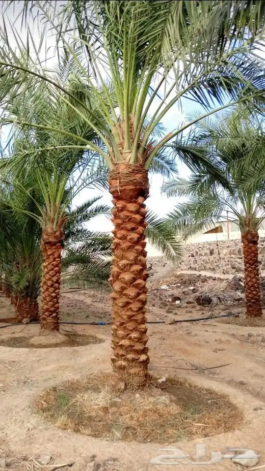 نخيل للبيع معا التوصيل والغرس وقسم خاص لتركيب الشبوك المزارع 0