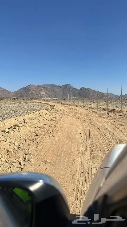 نخيل للبيع معا التوصيل والغرس وقسم خاص لتركيب الشبوك المزارع 5