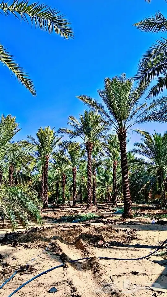 نخل للبيع كل المقاسات متوفره بفضل الله 9