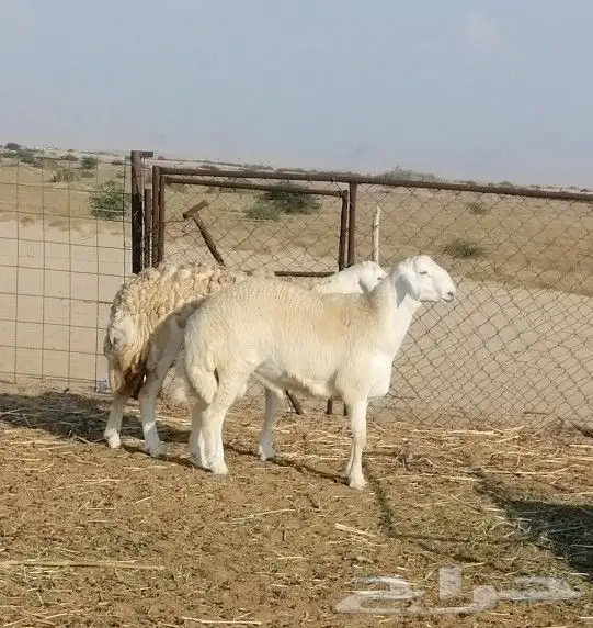 تم البيع 3