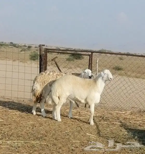 تم البيع 4
