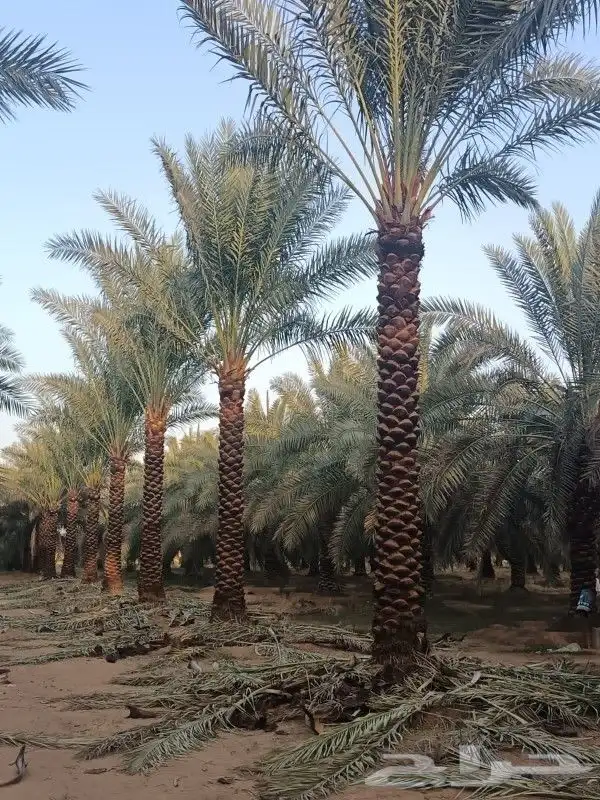 نقوم بتوريد انخيل عربي وواشنطني جميع المقاسات وسعار مناسب 2