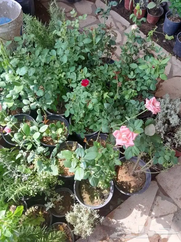 مشتل تنسيق حدائق 9