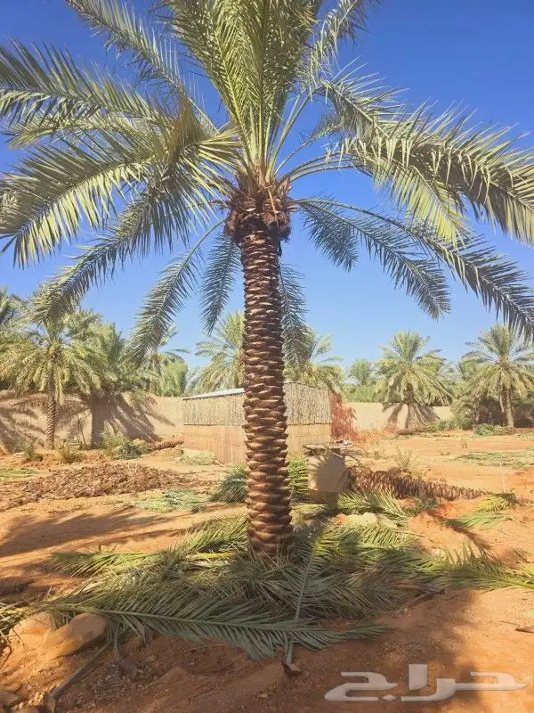 نخل للبيع كل المقاسات متوفره بفضل الله 2