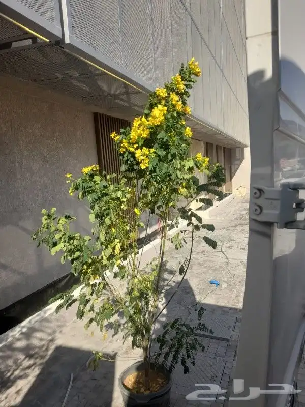 مشتل تنسيق حدائق 0