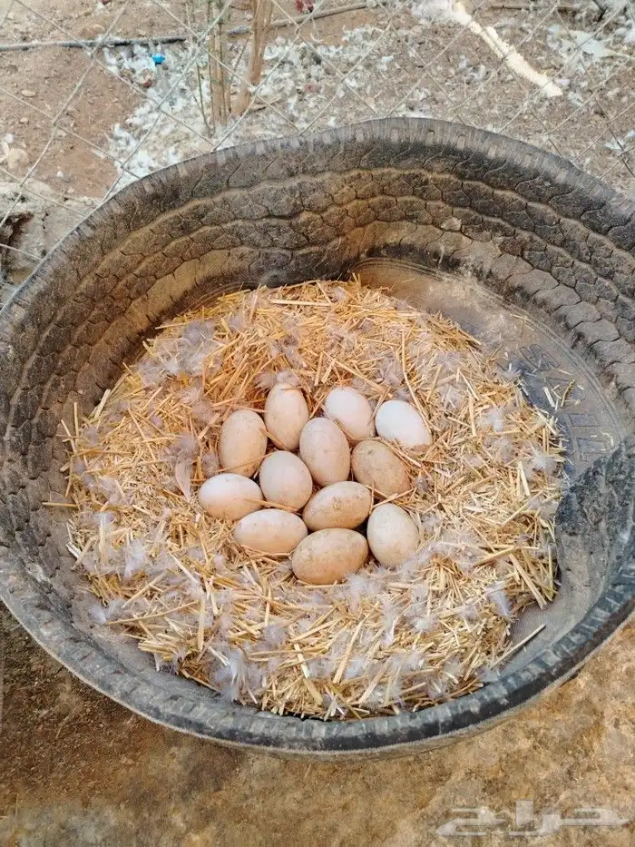 وز بلدي وعراقي 5