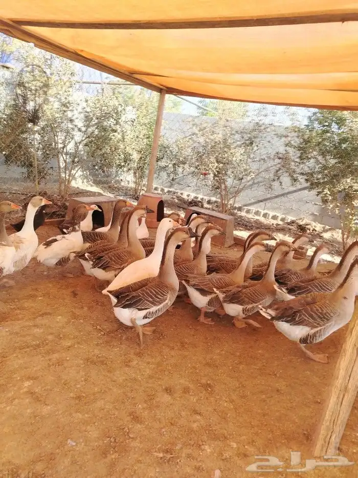 وز بلدي وعراقي 3