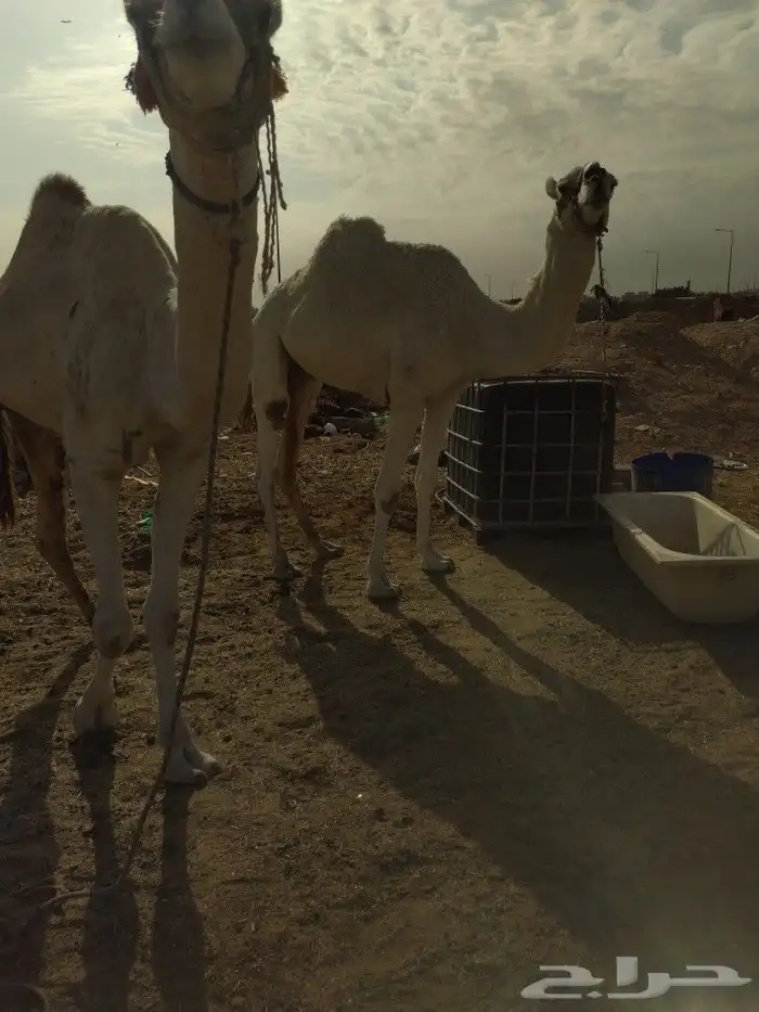 خيل جمال حنطور سياسي طلعات 3