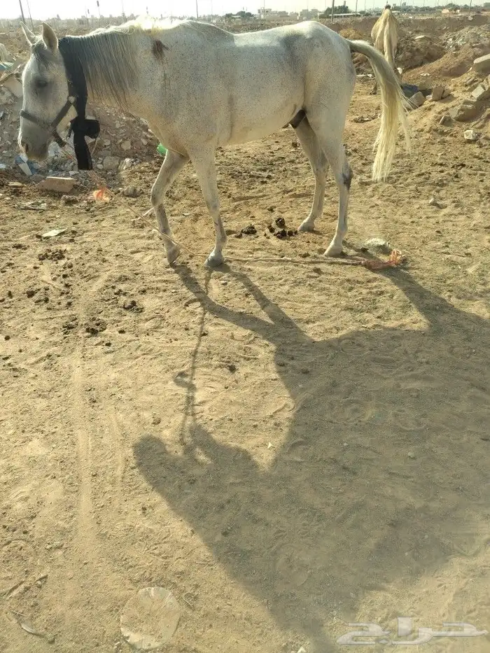 خيل جمال حنطور سياسي طلعات 2