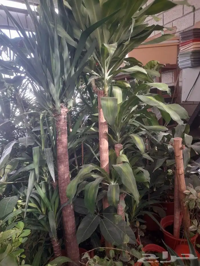 مشتل تنسيق حدائق 6