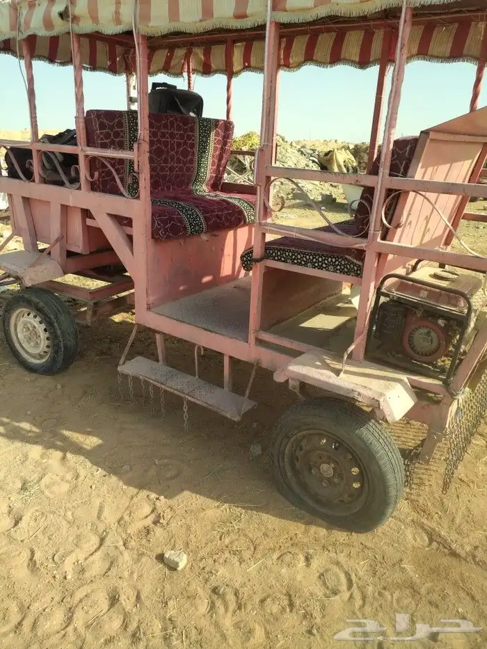 خيل جمال حنطور سياسي طلعات 0
