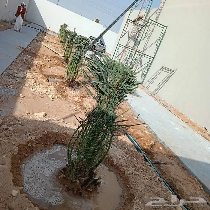 يوجد لدينا جميع انواع النخيل 3