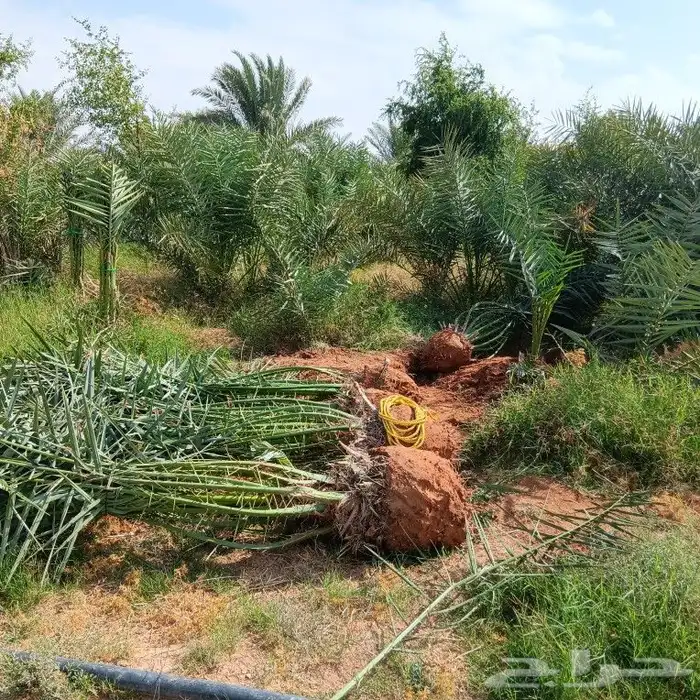 يوجد لدينا جميع انواع النخيل 5