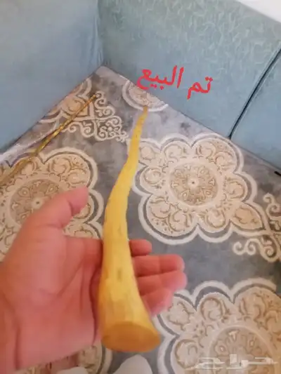 عصا شوحط جبره وطويله ( تم البيع ) 5