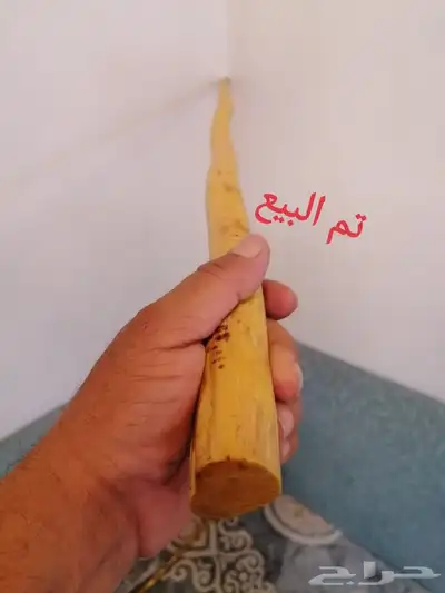 عصا شوحط جبره وطويله ( تم البيع ) 4