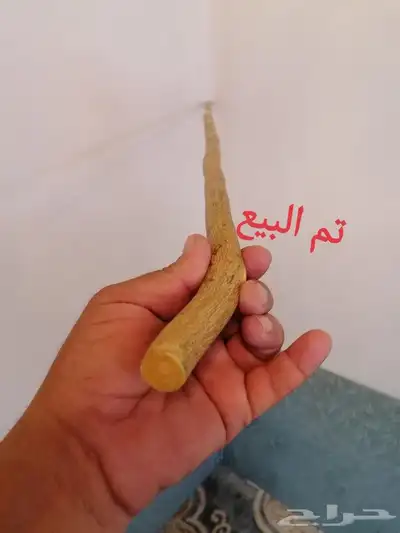 عصا شوحط ( تم البيع ) 2