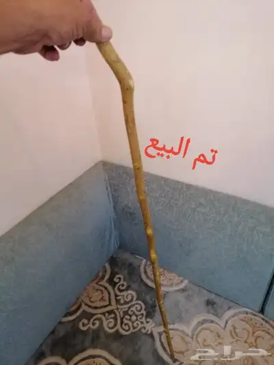 عصا شوحط ( تم البيع ) 5