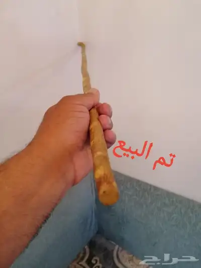 عصا شوحط ( تم البيع ) 7
