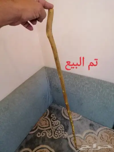 عصا شوحط ( تم البيع ) 6
