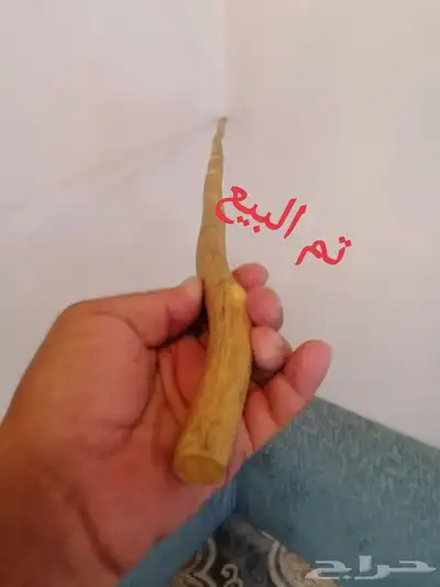 عصا شوحط ( تم البيع ) 3