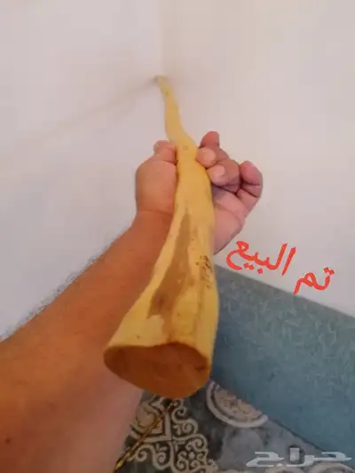 عصا شوحط جبره وطويله ( تم البيع ) 3