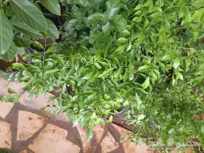 مشتل تنسيق حدائق 8