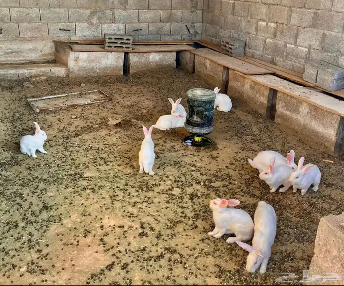 أرنب فرنسي 1