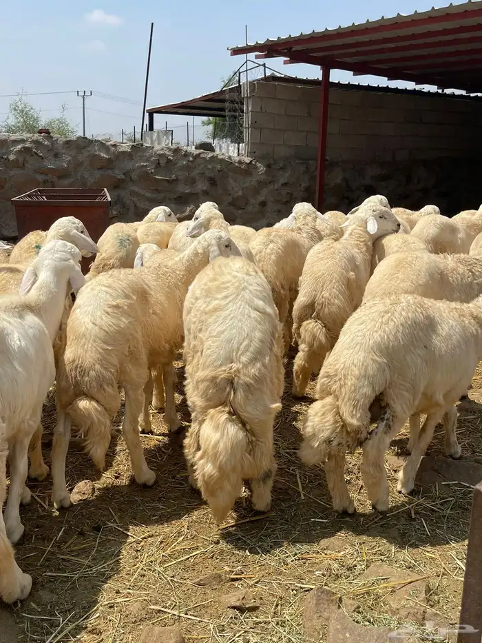 خرفان ذبايح حريه مع السلخ والتقطيع والتوصيل 15