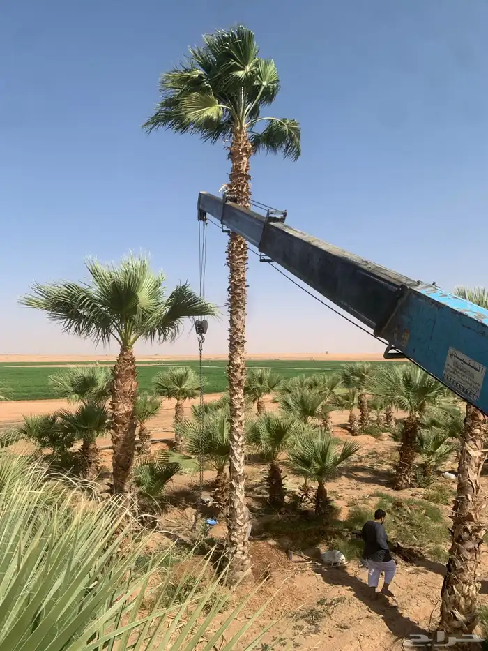 نخل 4