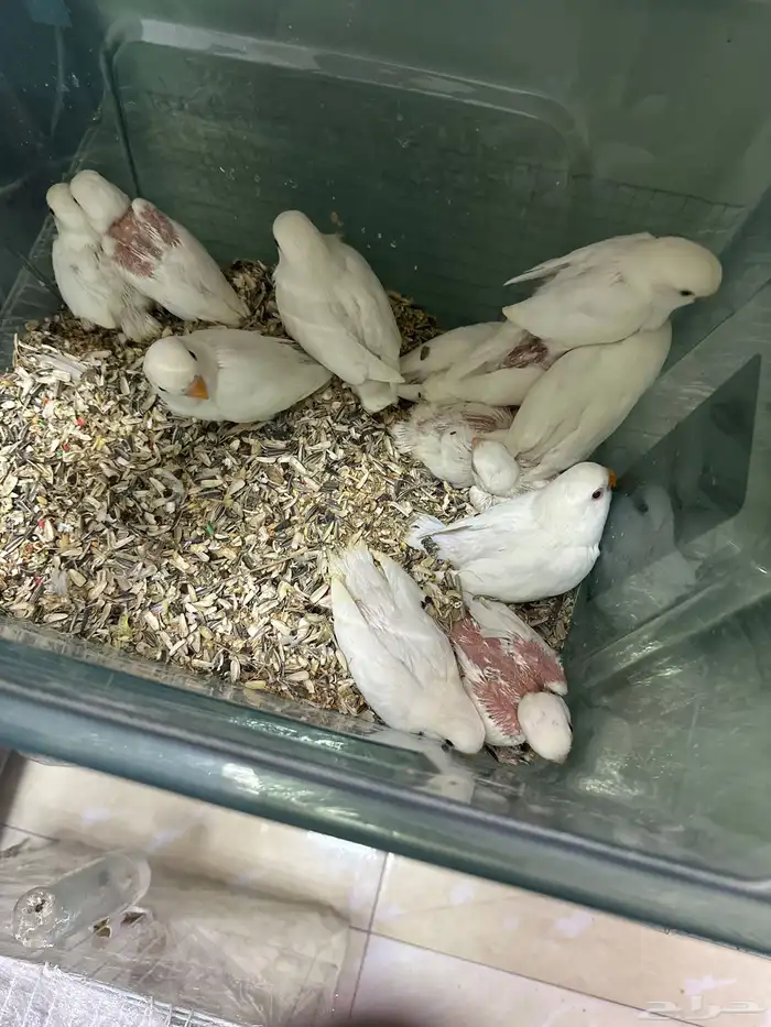 جوزروز بفروخه يبيع 3