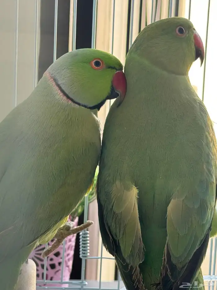 ببغاء الدر ه 3