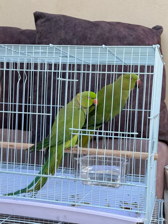 ببغاء الدر ه 4