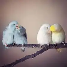 بارتوليت ميني روز 0