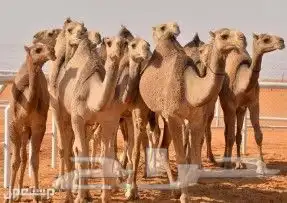 راعي ابل سوداني موجود في السودان 1