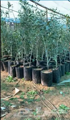 يوجد لدينا جميع انواع الاشجار لتواصل علا 6