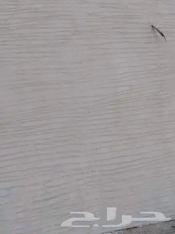 برفايل ودهانات خارجيه وترفنتينا 3