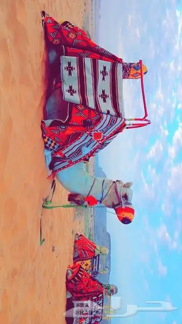 اجار جمال وقليص و ركبي وخيول وسياسي 5