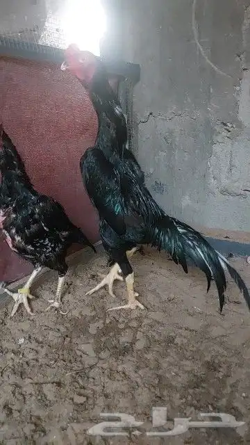فروخ شامو الماني هزاز 4