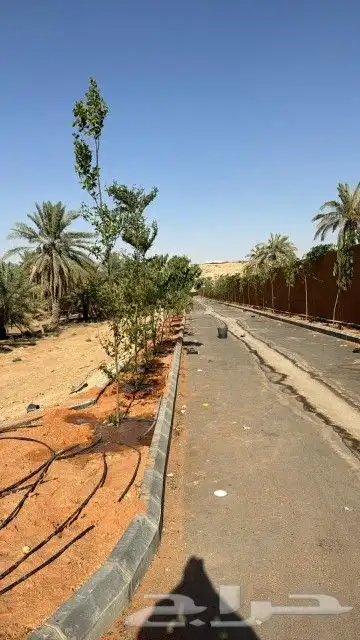 زراعه نخيل 4